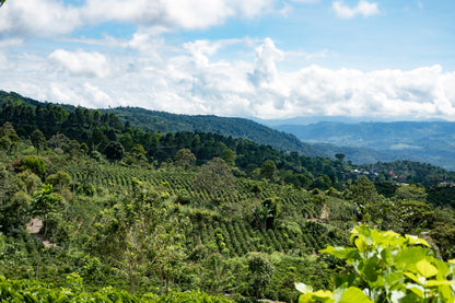 Costa Rica - Diego Robelo - Grand Peaberry Washed