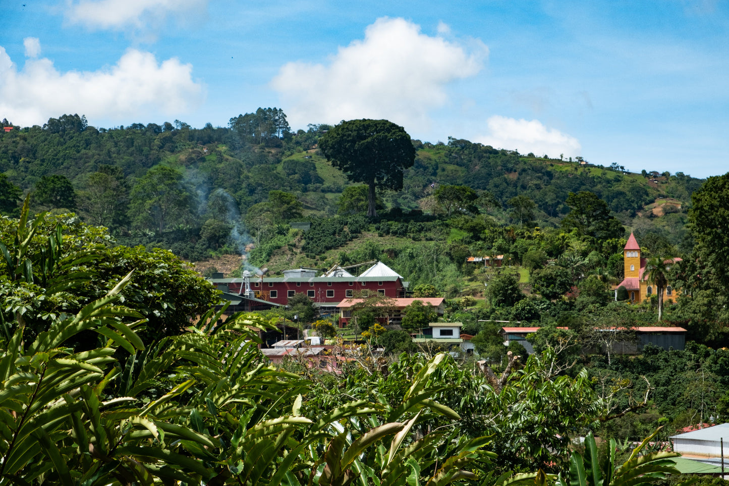Aquiares coffee farm