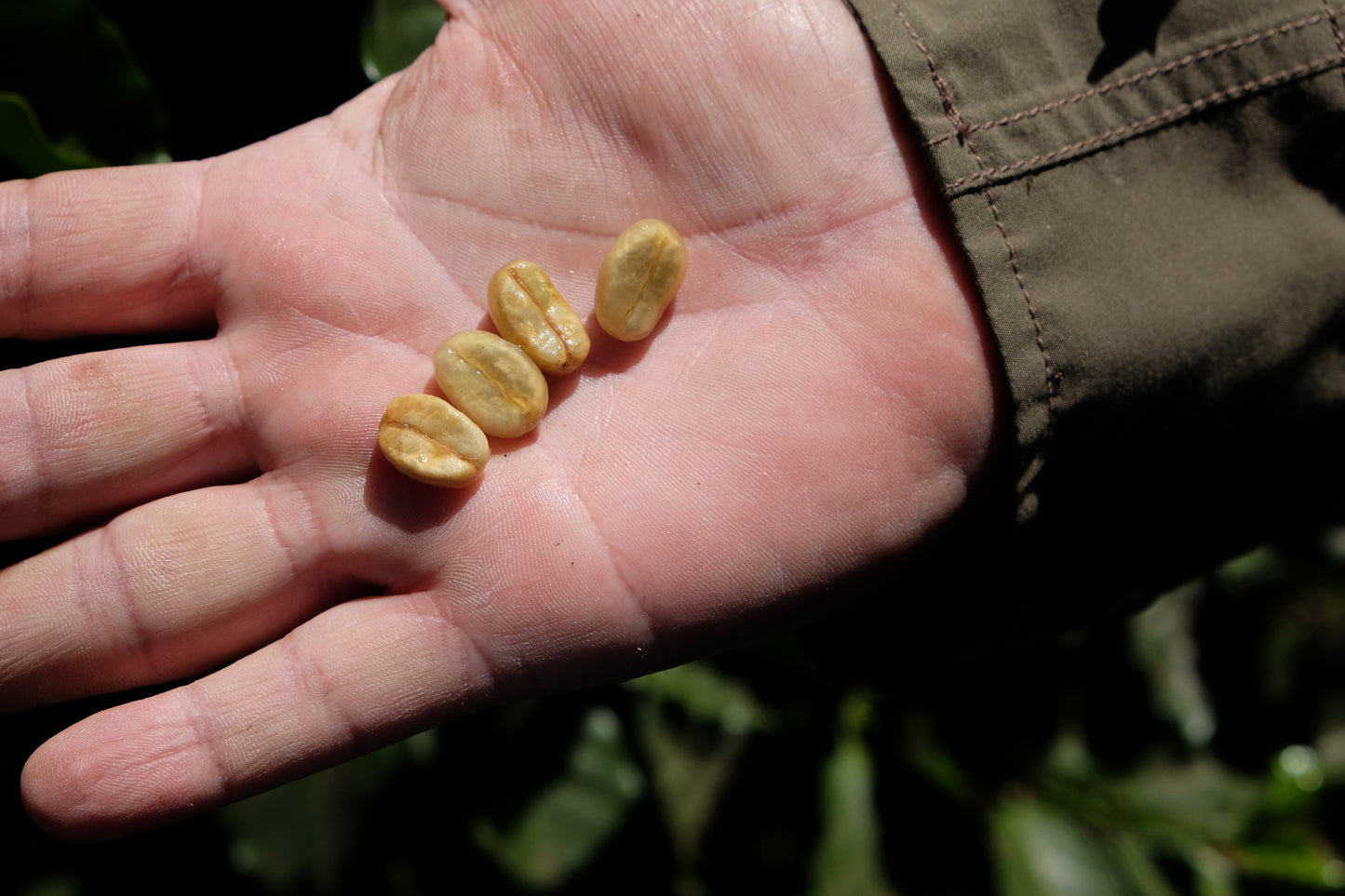 Pacamara