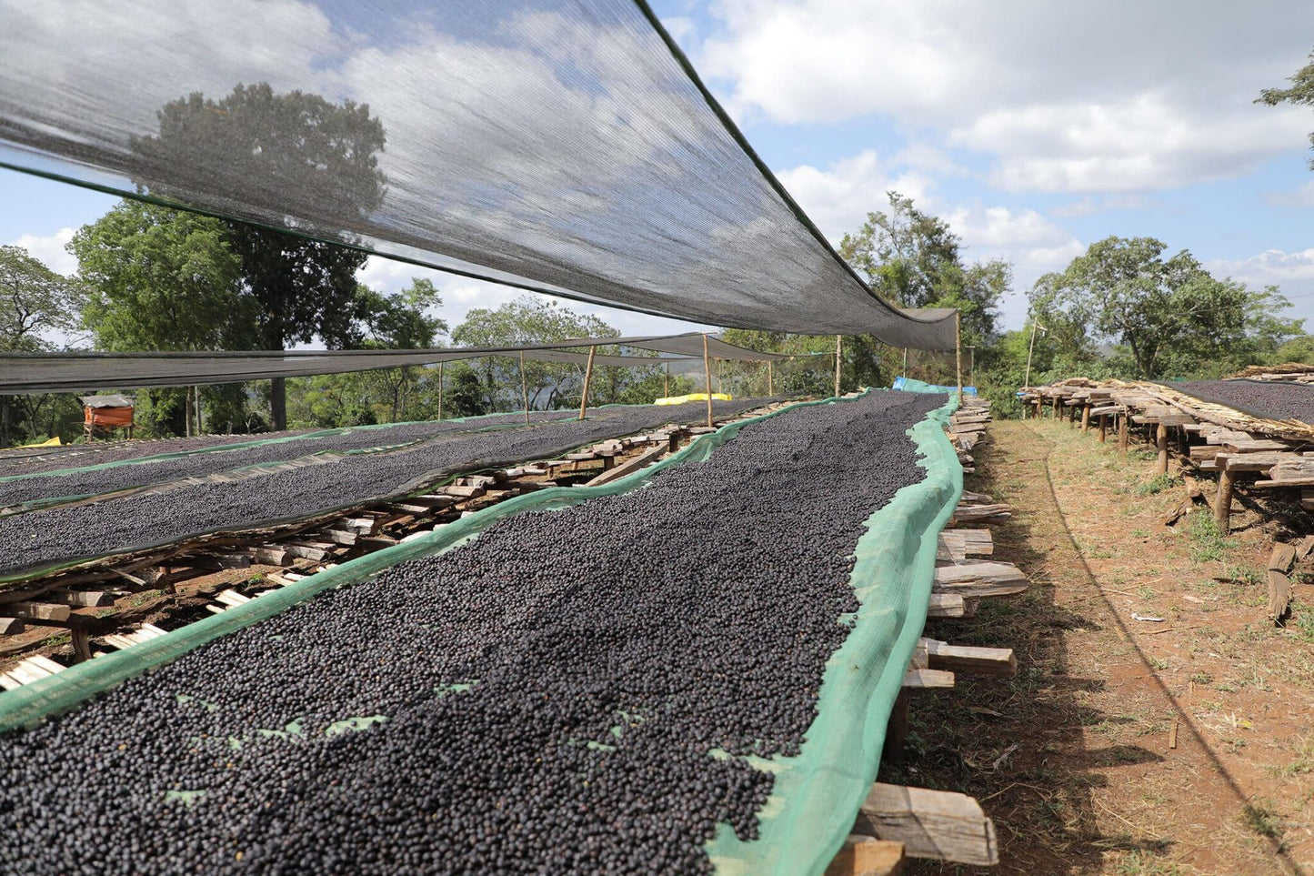 Natural Coffee