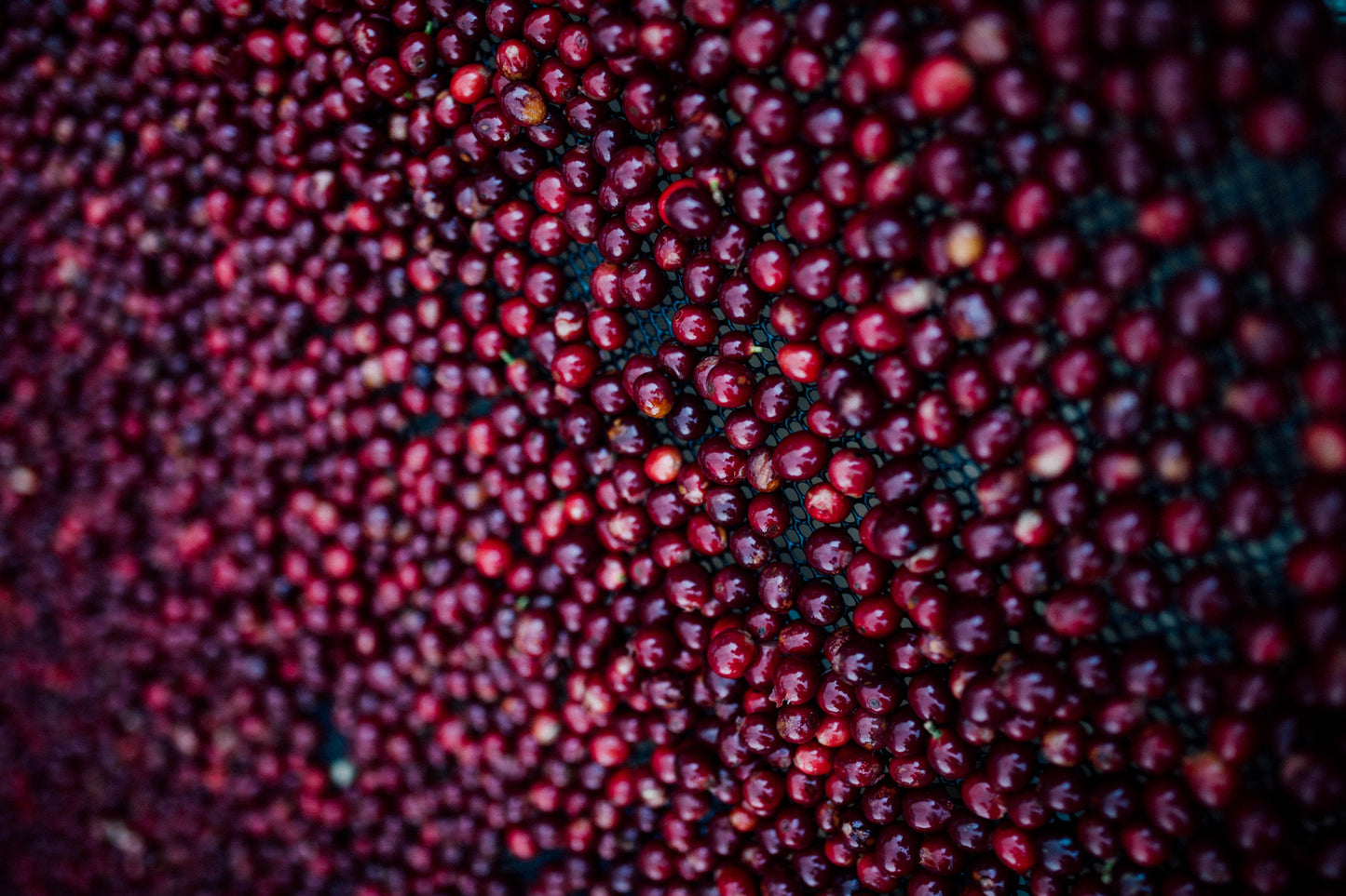 Coffee cherry