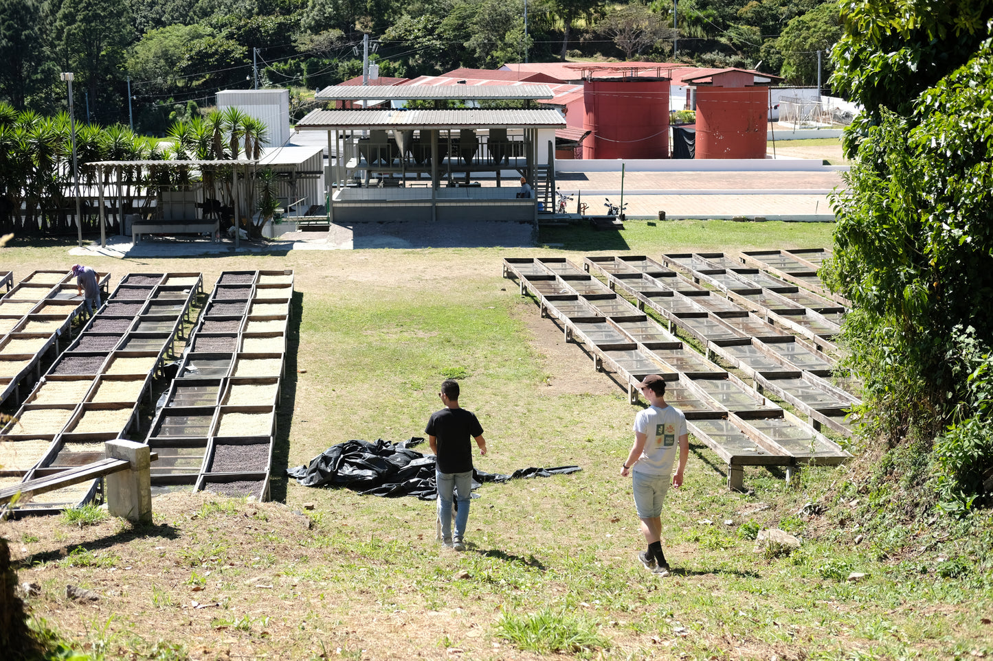Filter Coffee - Diego Baraona - Pacamara Anaerobic Natural