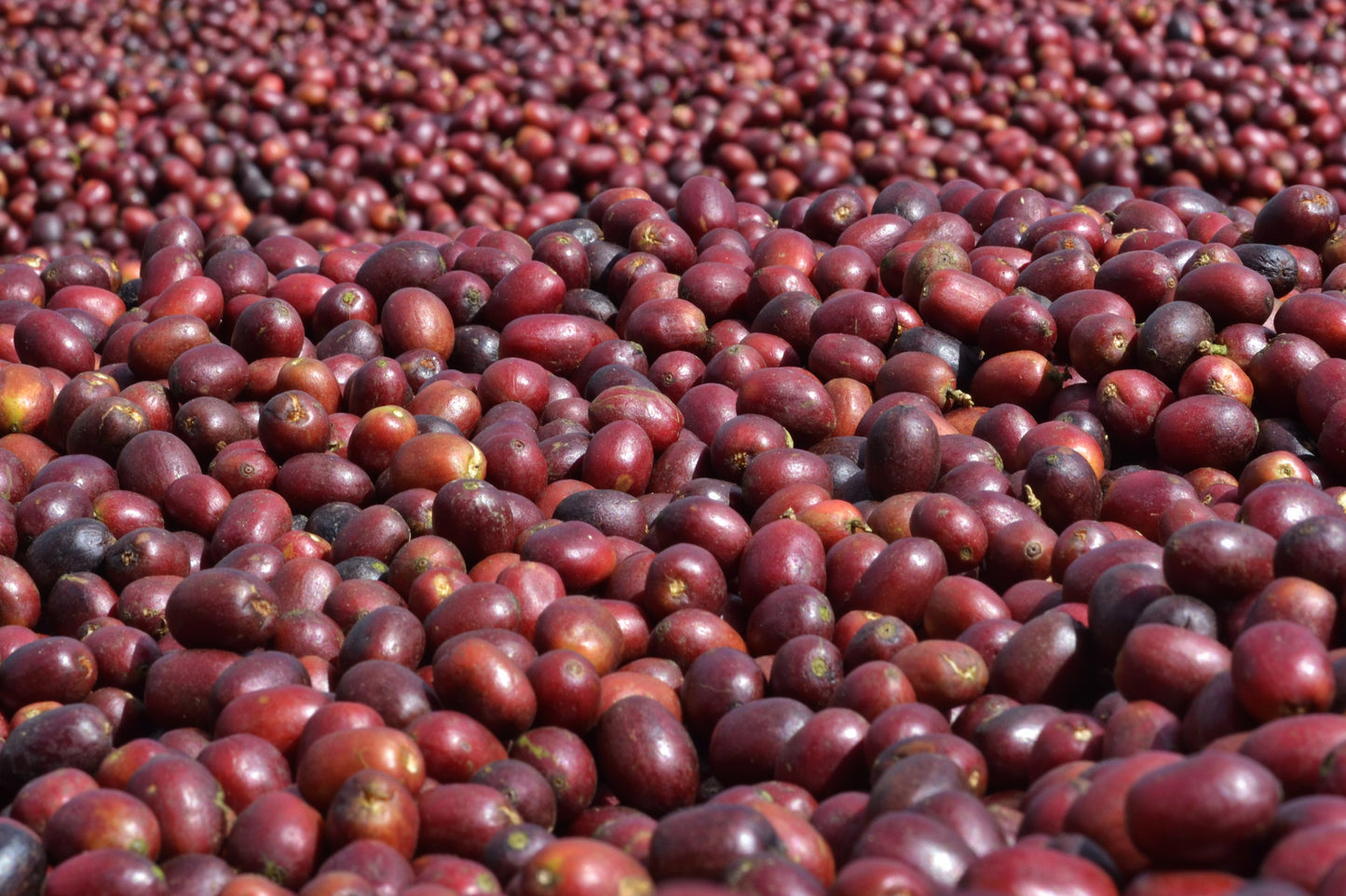 Coffee Cherry