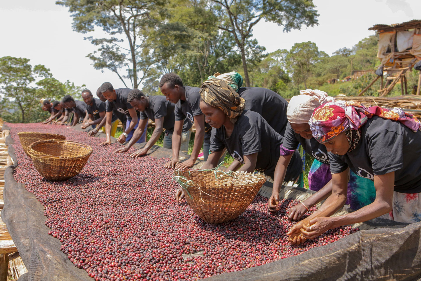 Ethiopian Coffee