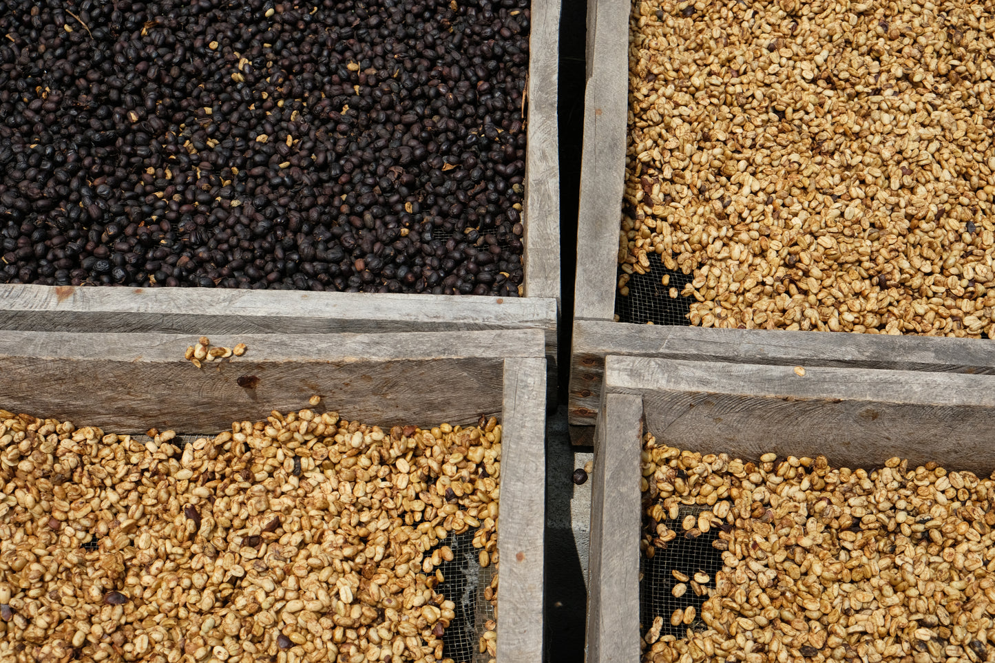 Coffee Beans
