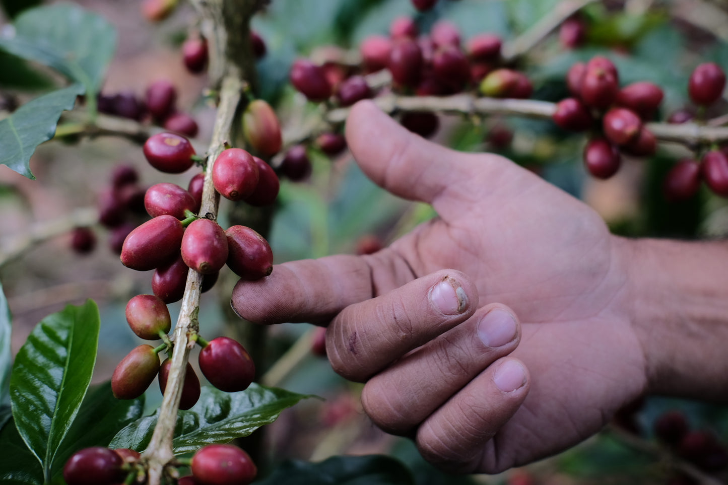 Coffee Pacamara Cherry