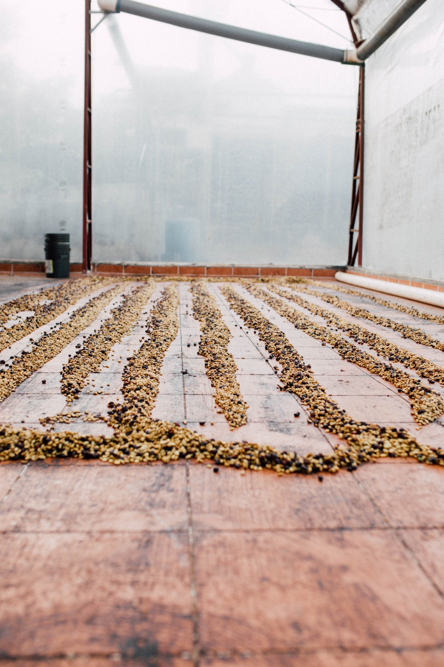 Filter Coffee - Diego Robelo - Centroamericano Flower Culture