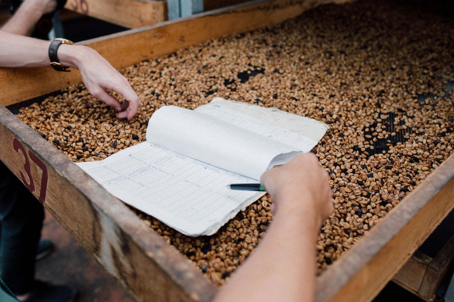 Filter Coffee - Diego Robelo - Centroamericano Flower Culture