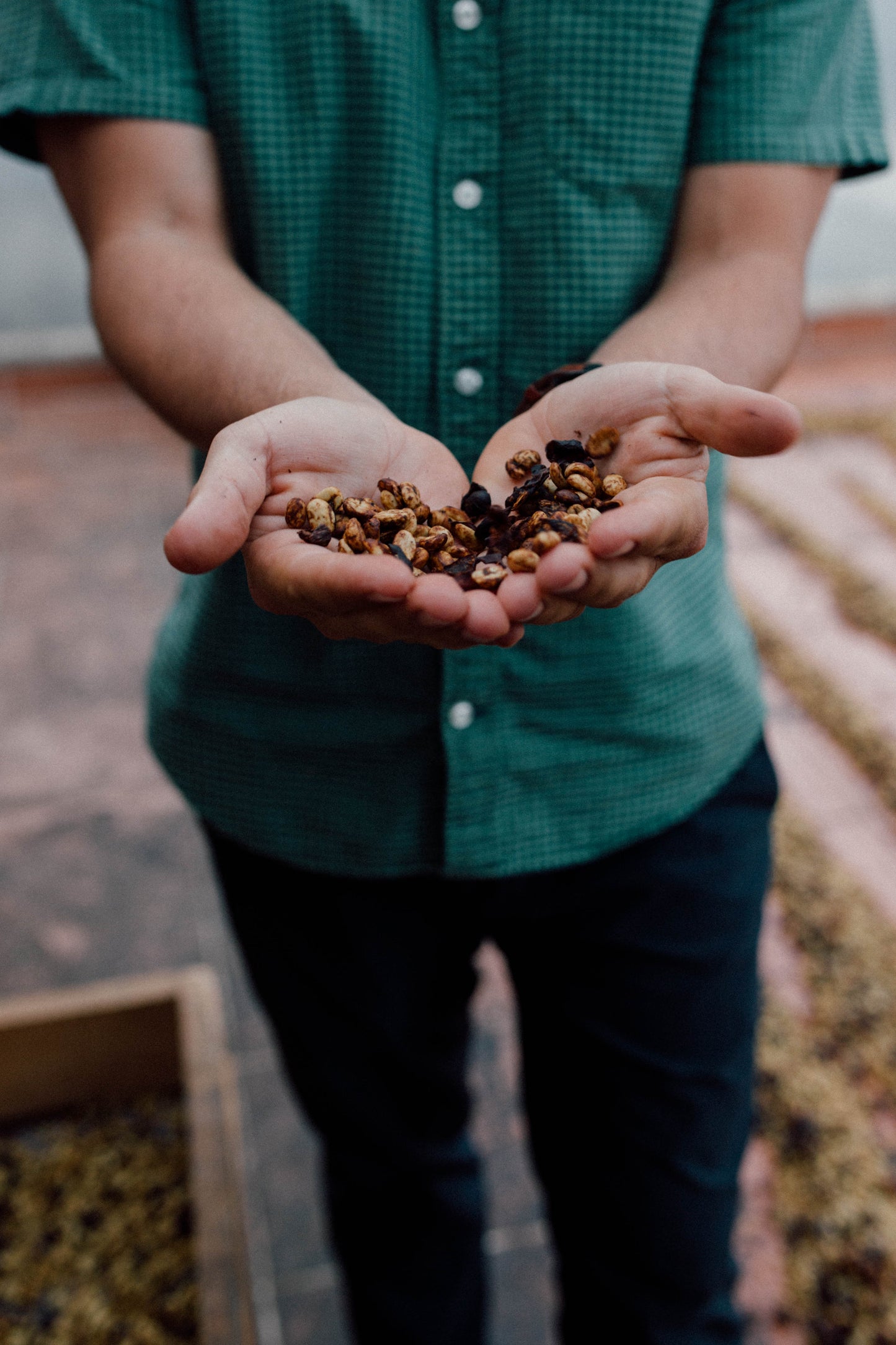 Filter Coffee - Diego Robelo - Centroamericano Flower Culture
