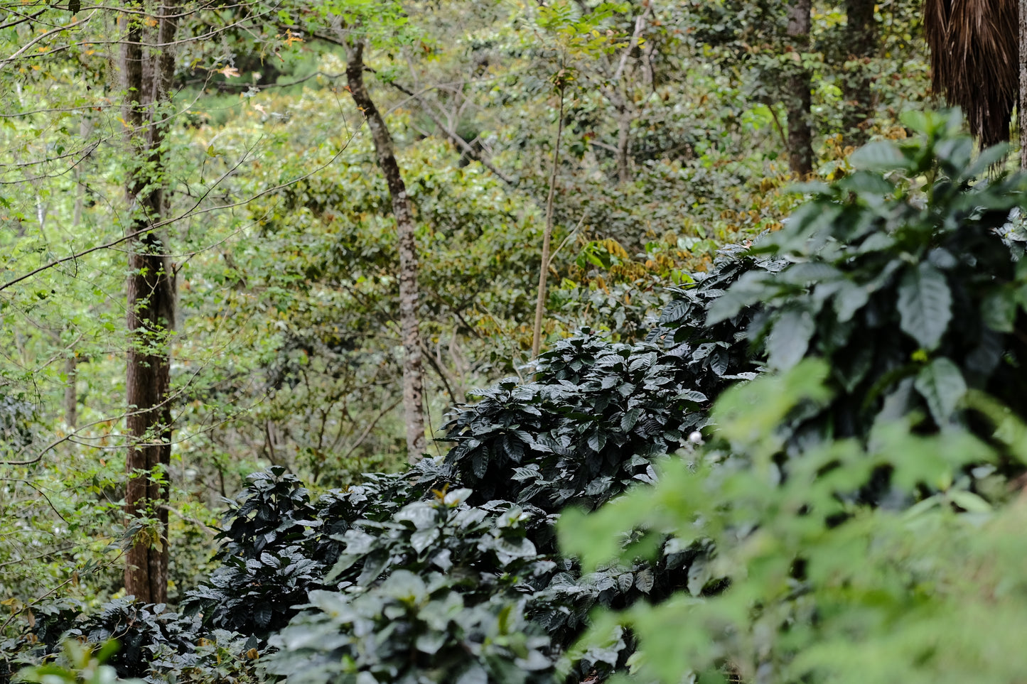 Nicaragua - Silvio Sánchez - Catuai Natural