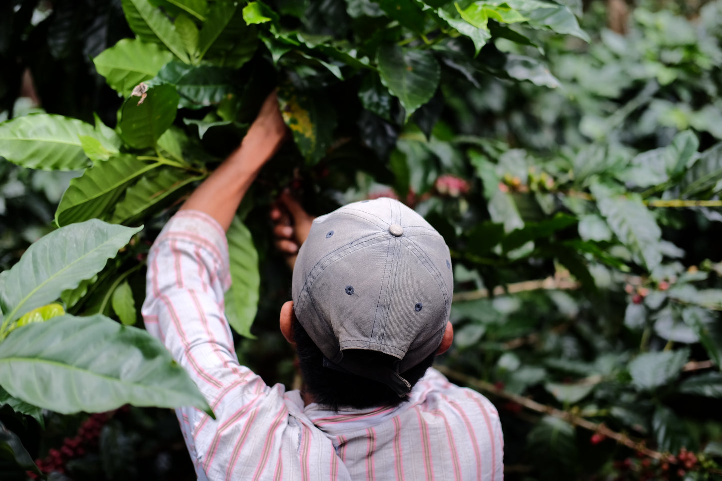 Nicaragua - Silvio Sánchez - Catuai Natural