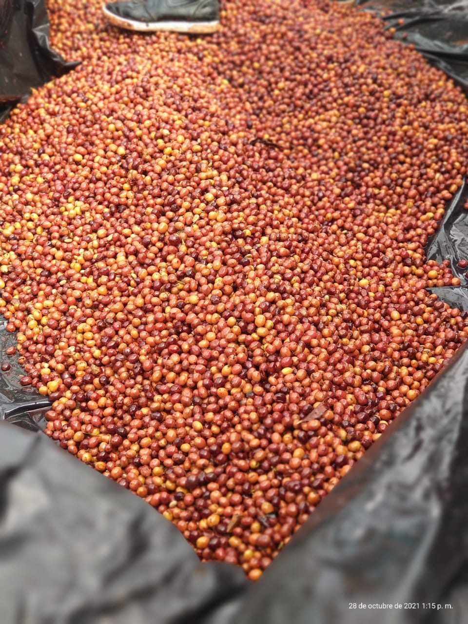 anaerobic coffee