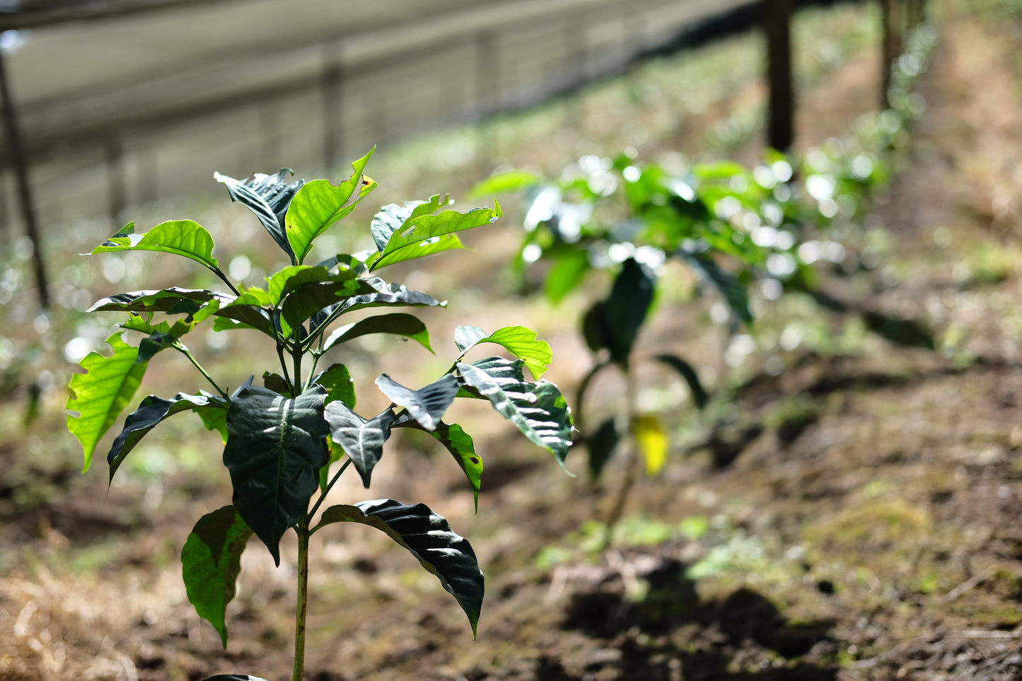 Coffee plants