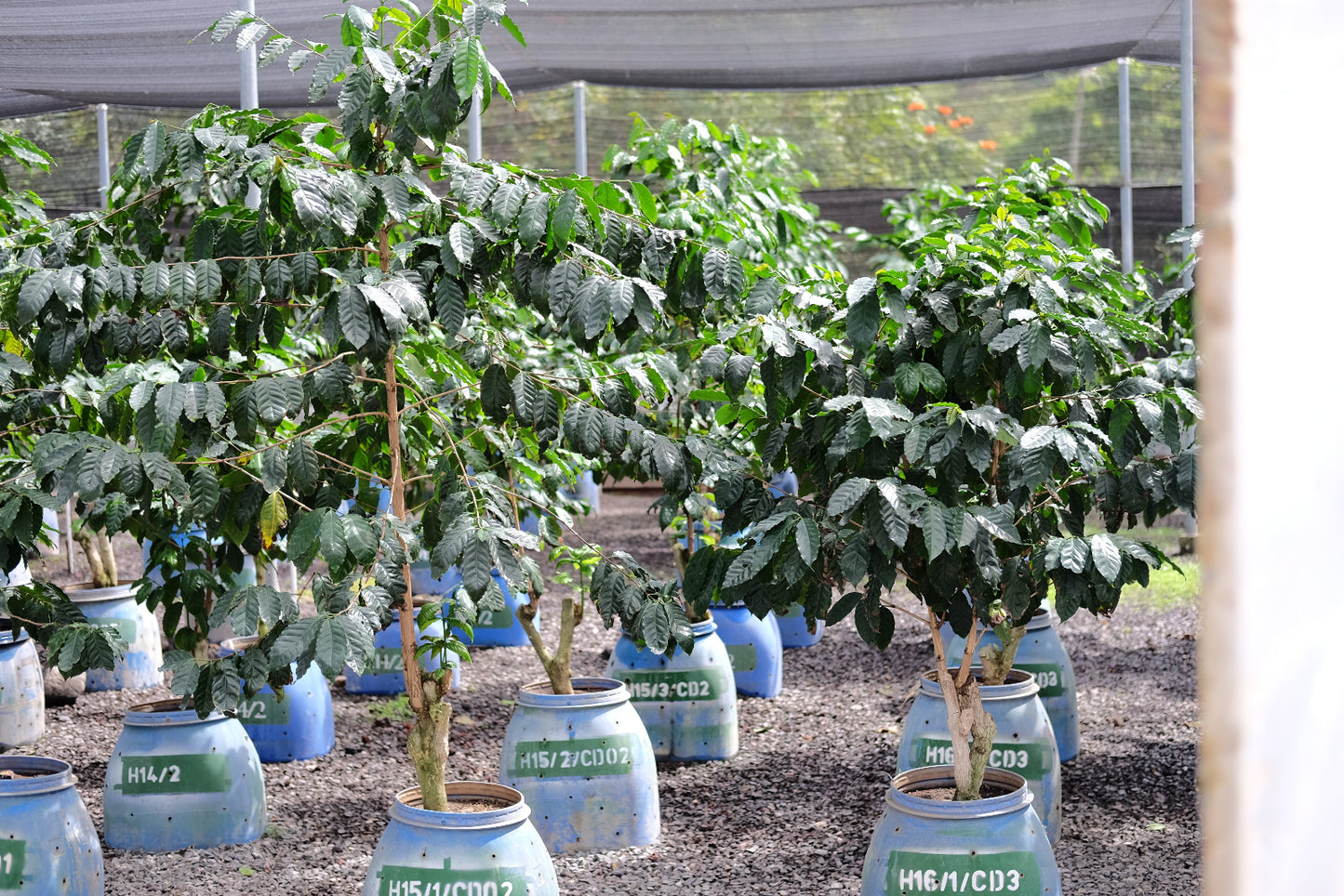 coffee plants