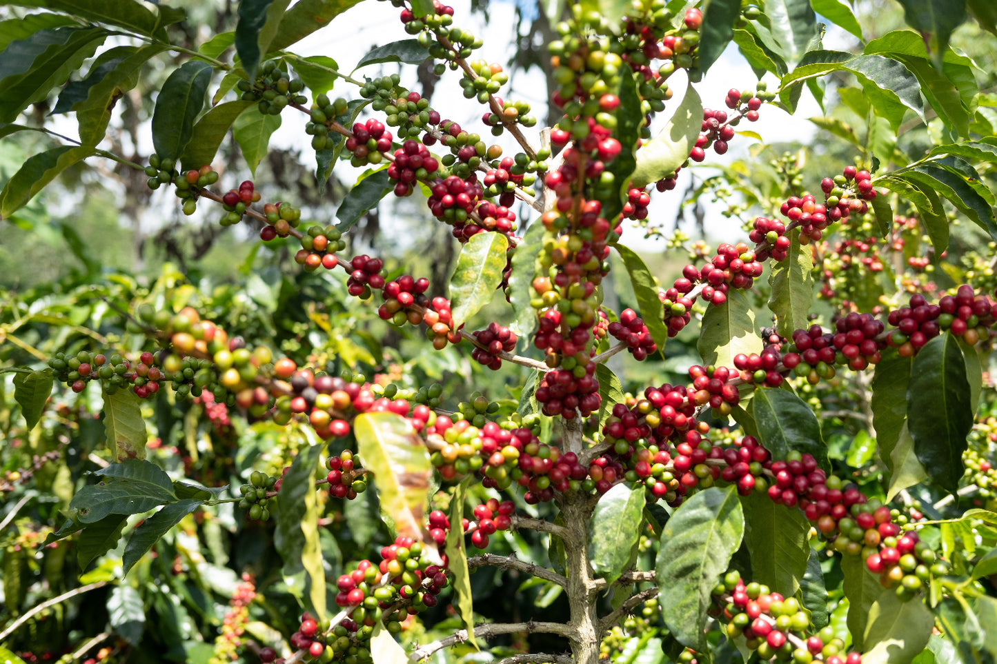 coffee cherries