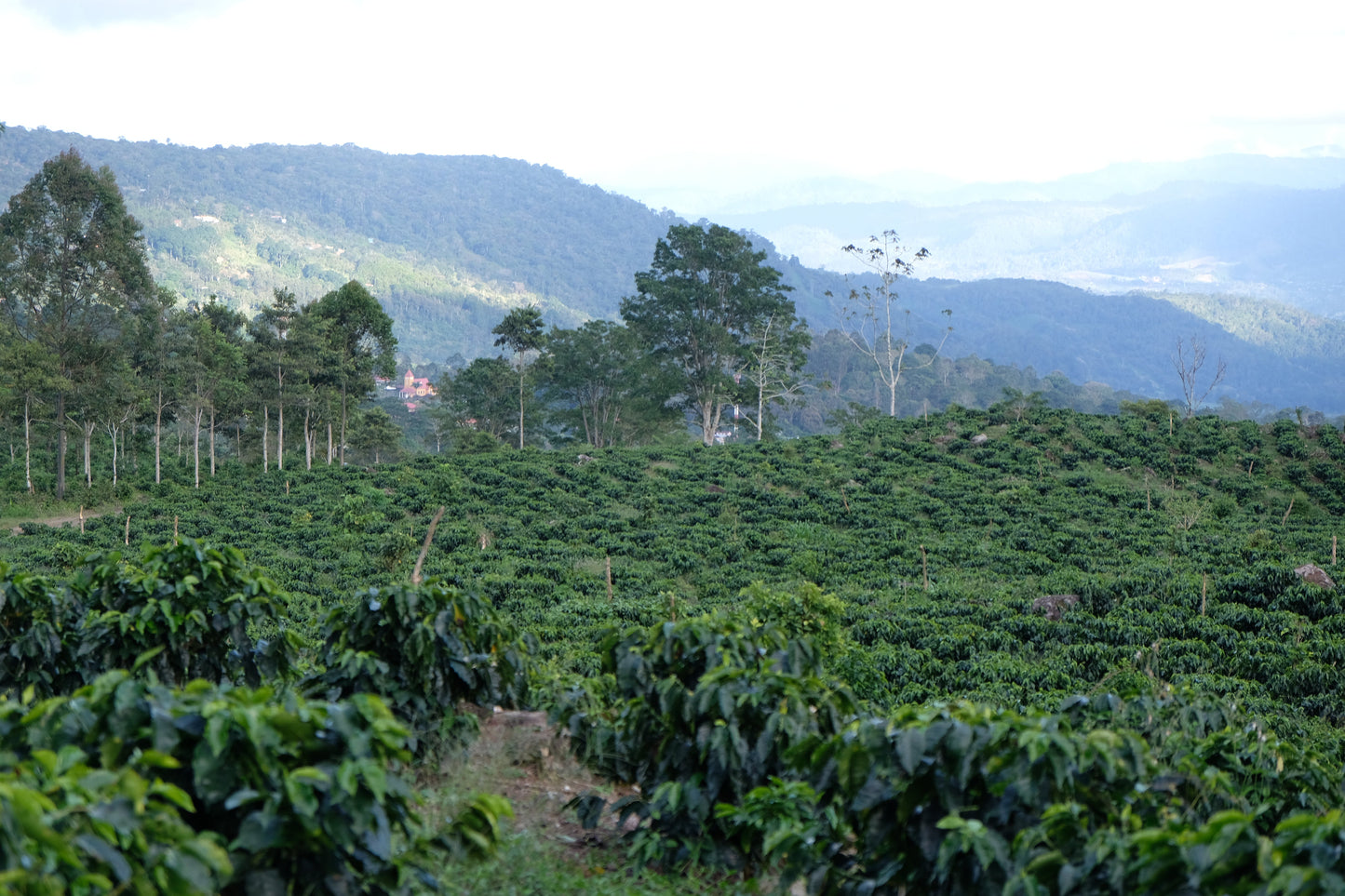specialty coffee farm