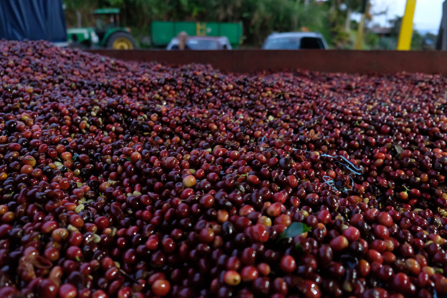 specialty coffee harvest