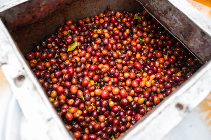 Costa Rica – Diego Robelo – Grand Peaberry Washed