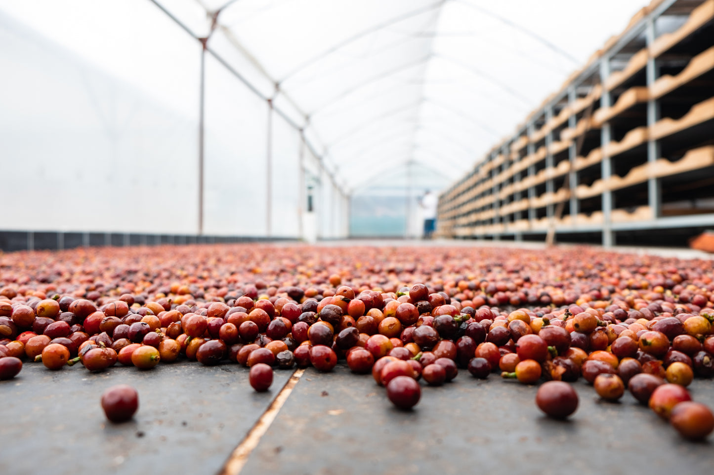 Costa Rica – Diego Robelo – Grand Peaberry Washed
