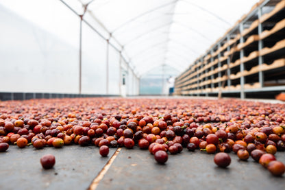 Costa Rica – Diego Robelo – Grand Peaberry Washed