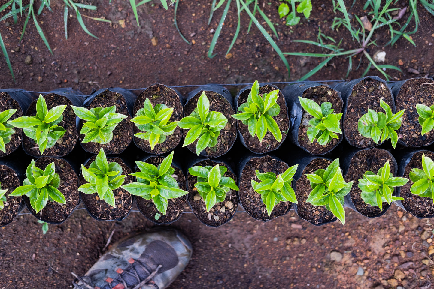 Weihnachtskaffee - Diego Robelo - Baba Budan Red Honey