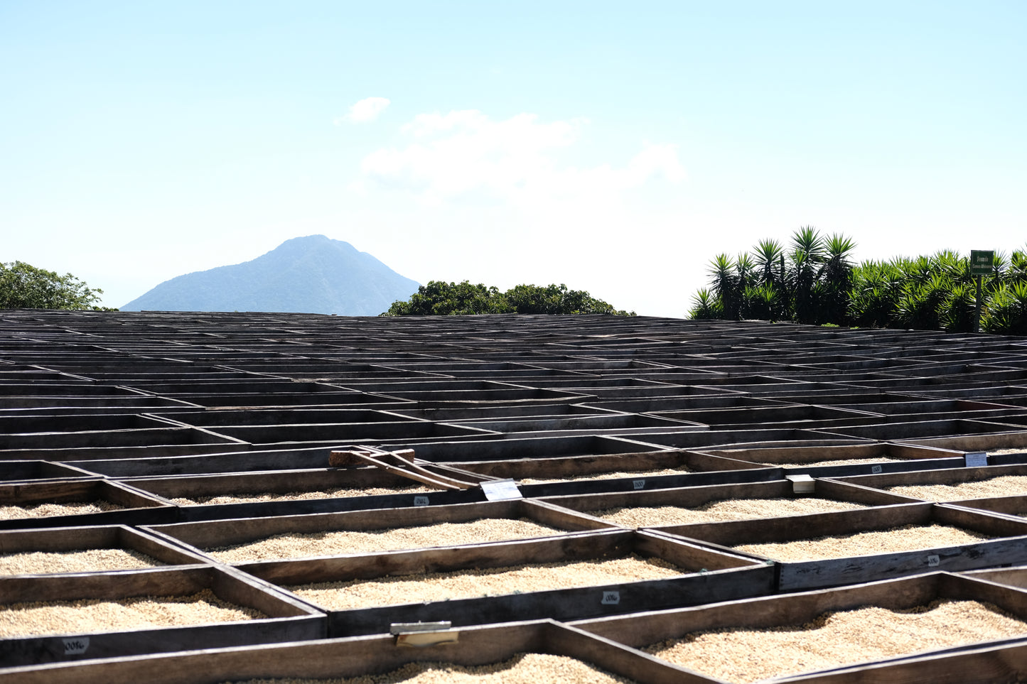 Filter Coffee - Diego Baraona - Pacamara Anaerobic Natural