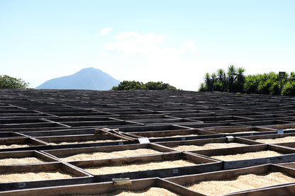 Filter Coffee - Diego Baraona - Pacamara Anaerobic Natural