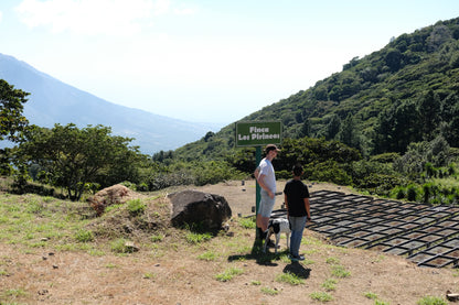 Filter Coffee - Diego Baraona - Pacamara Anaerobic Natural