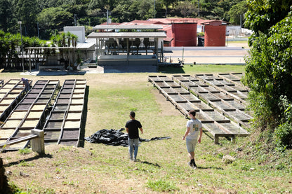 Filter Coffee - Diego Baraona - Pacamara Anaerobic Natural