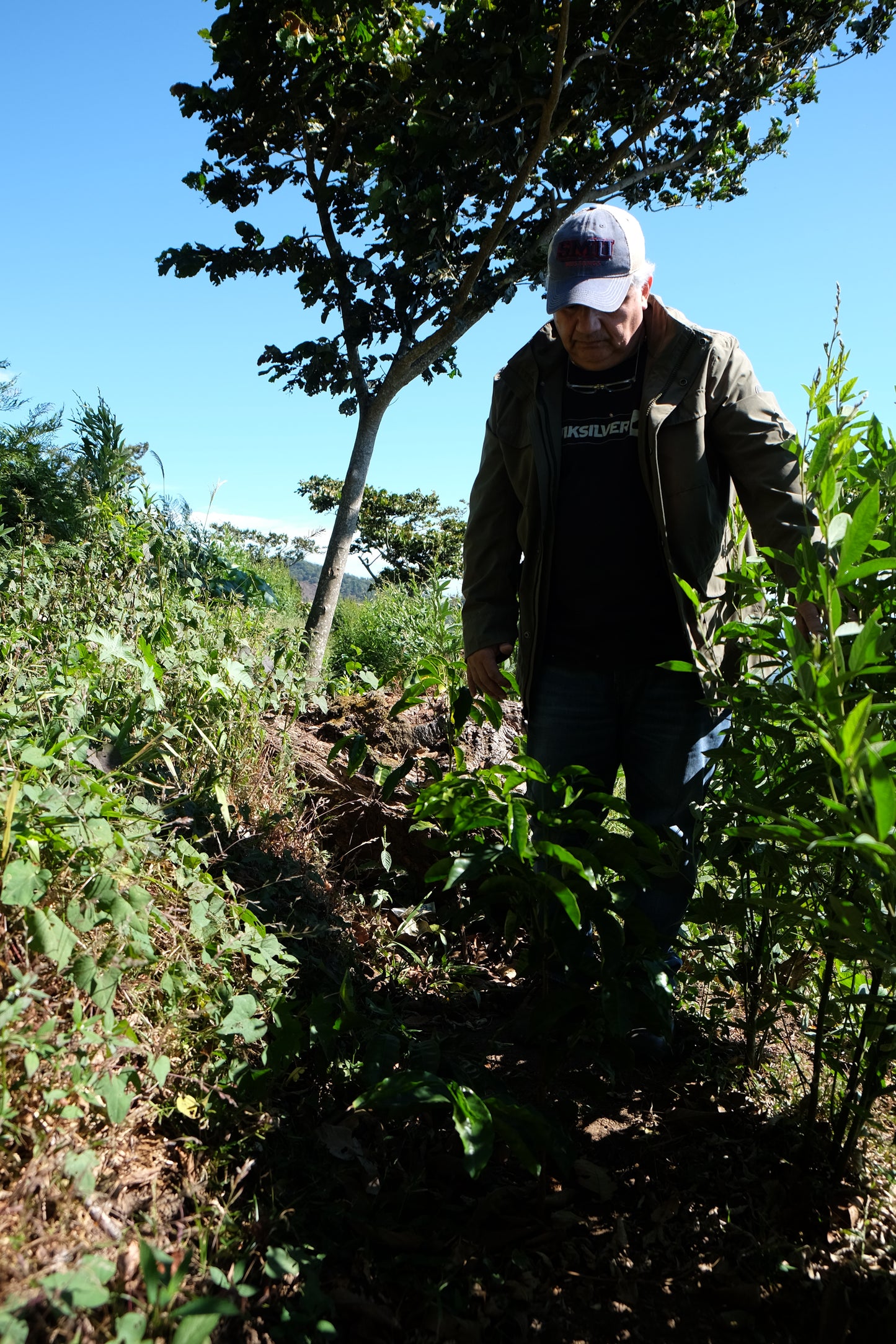 Coffee Farm