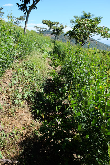 Coffee Plants