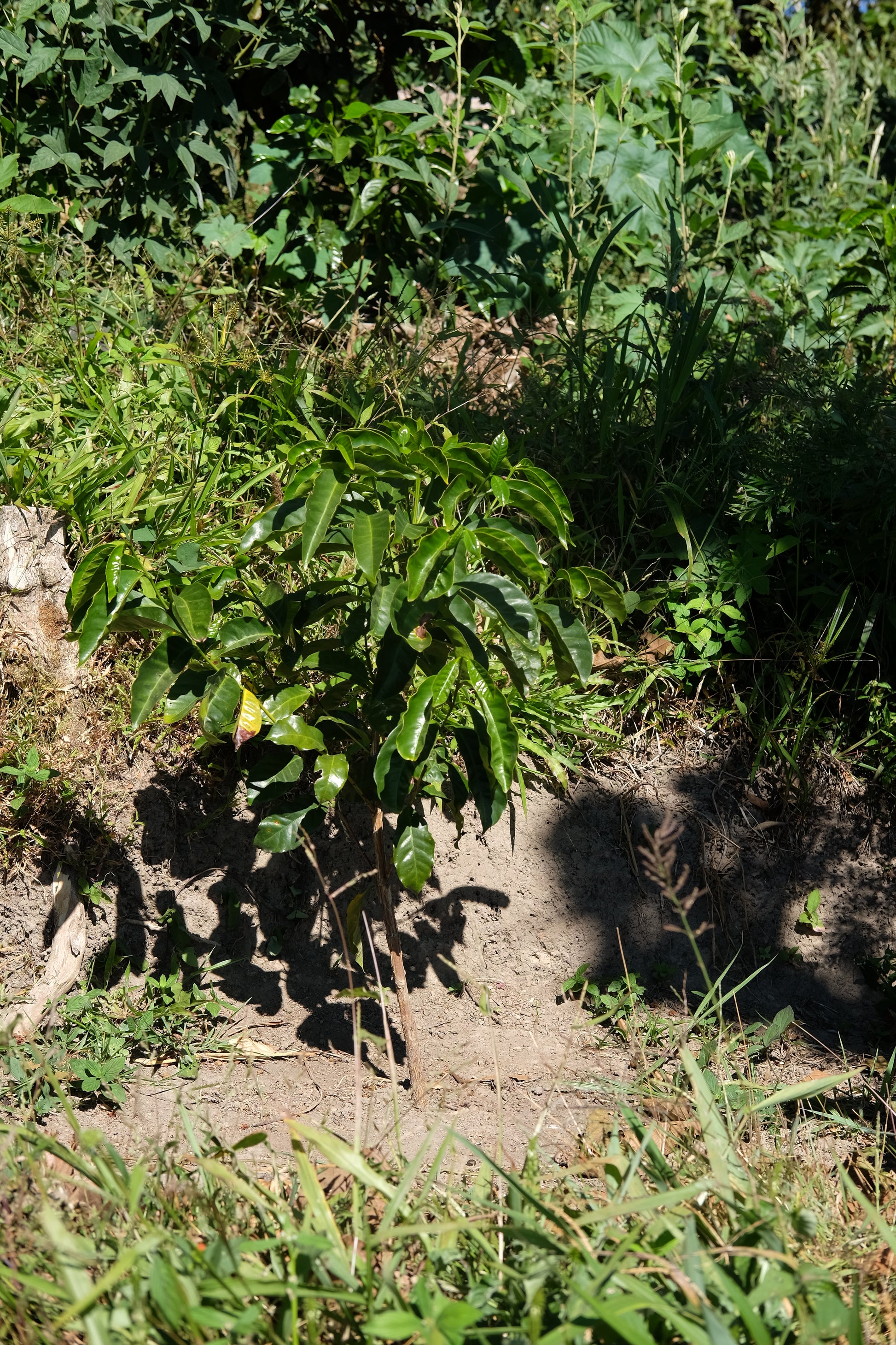 Coffee Plant