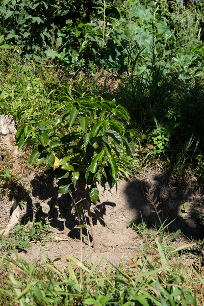 Coffee Plant