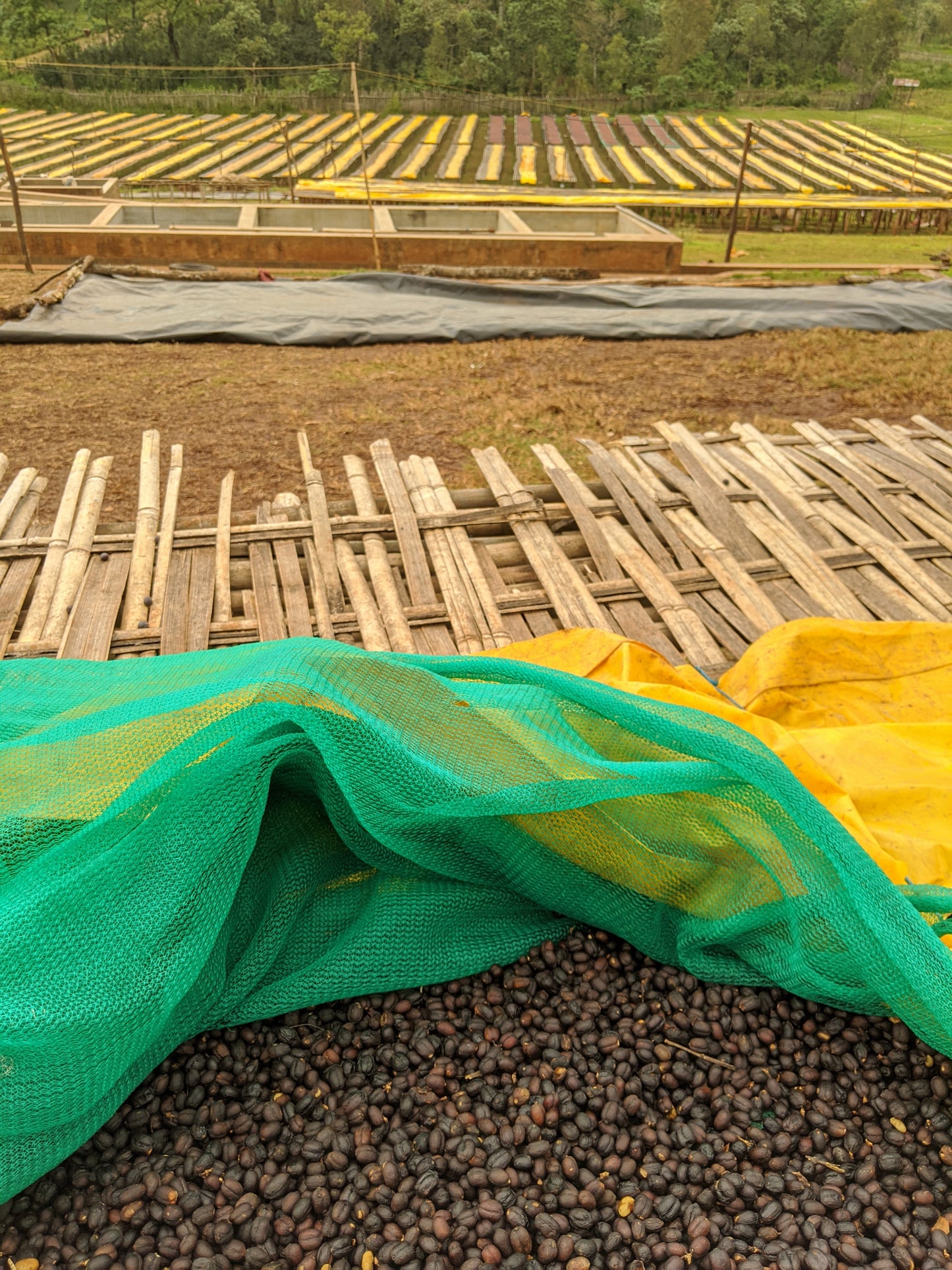 Weihnachtskaffee - Diego Robelo - Baba Budan Red Honey