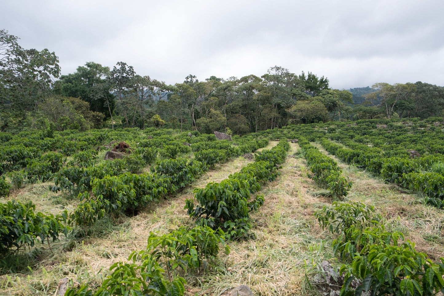 Weihnachtskaffee - Diego Robelo - Baba Budan Red Honey