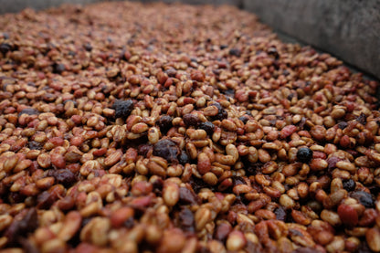 Honey Process