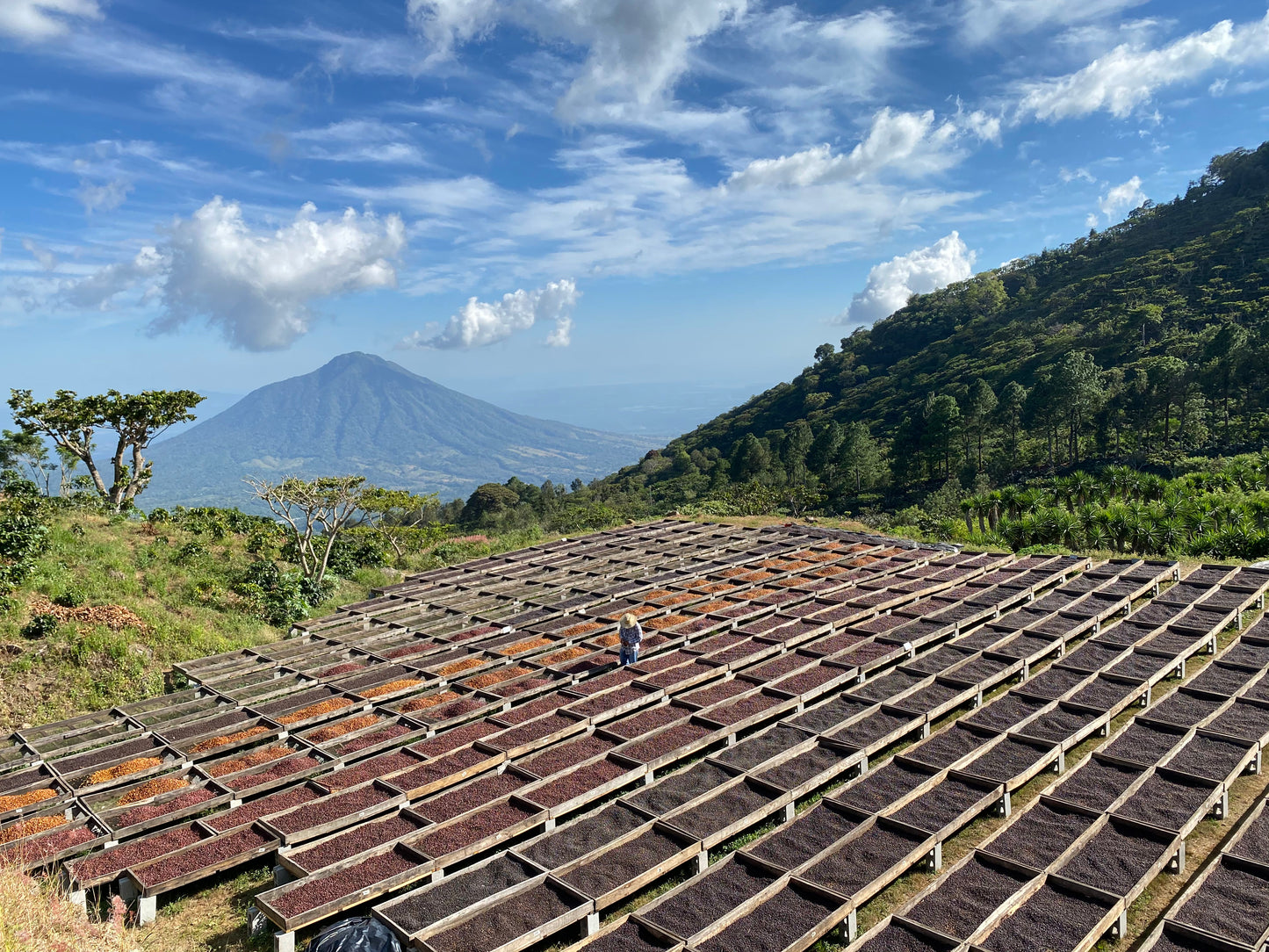 Los Pirineos Coffee farm