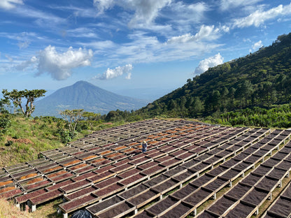 Los Pirineos Coffee farm