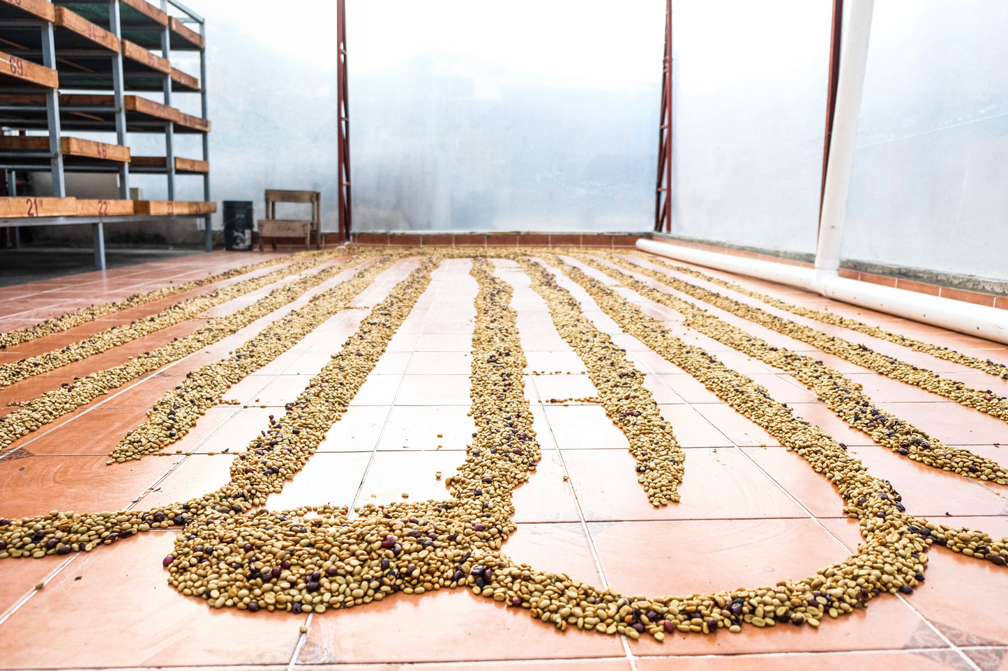 Weihnachtskaffee - Diego Robelo - Baba Budan Red Honey