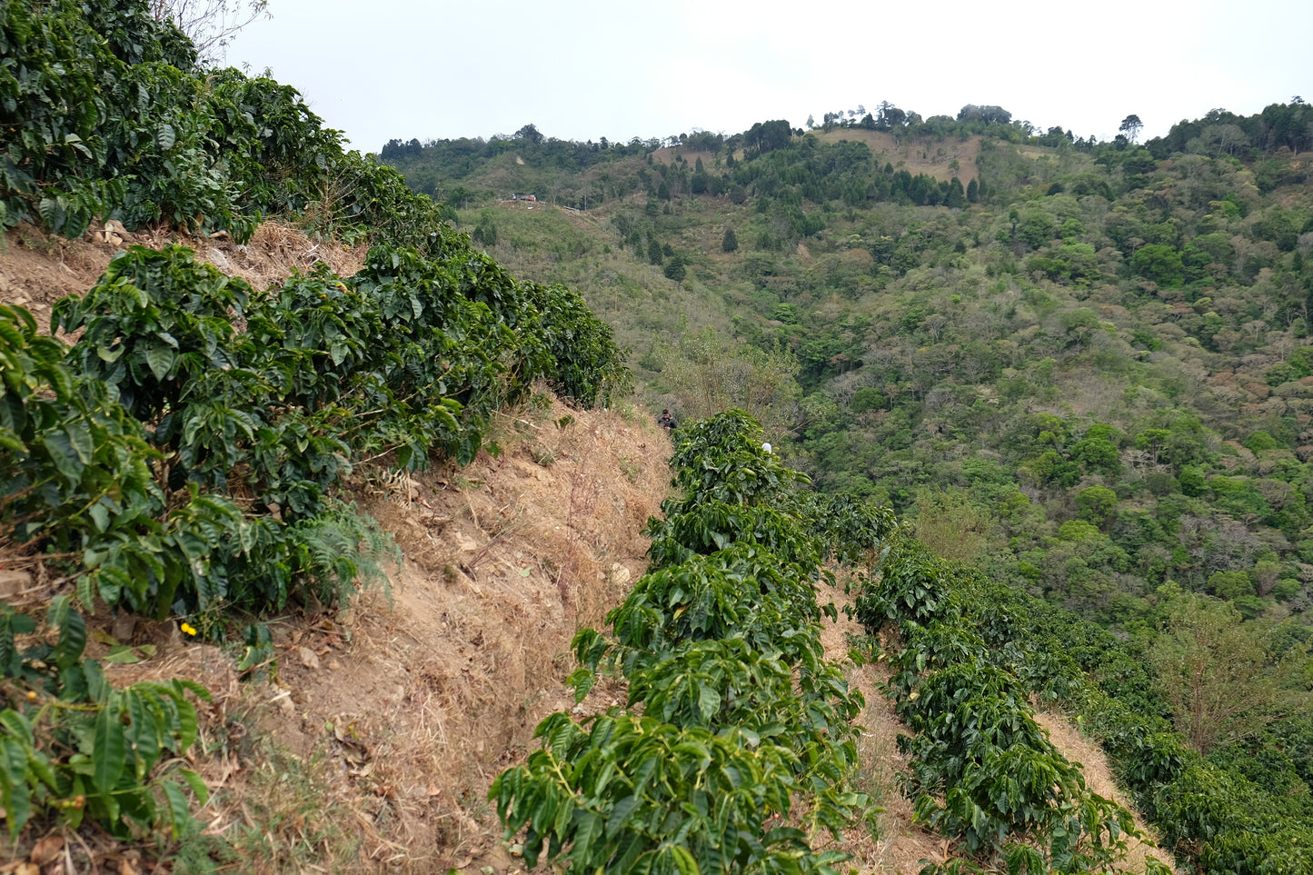 Costa Rica – Jorge Vásquez – Catuai Washed