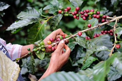 Nicaragua – Silvio Sánchez – Catuai Natural