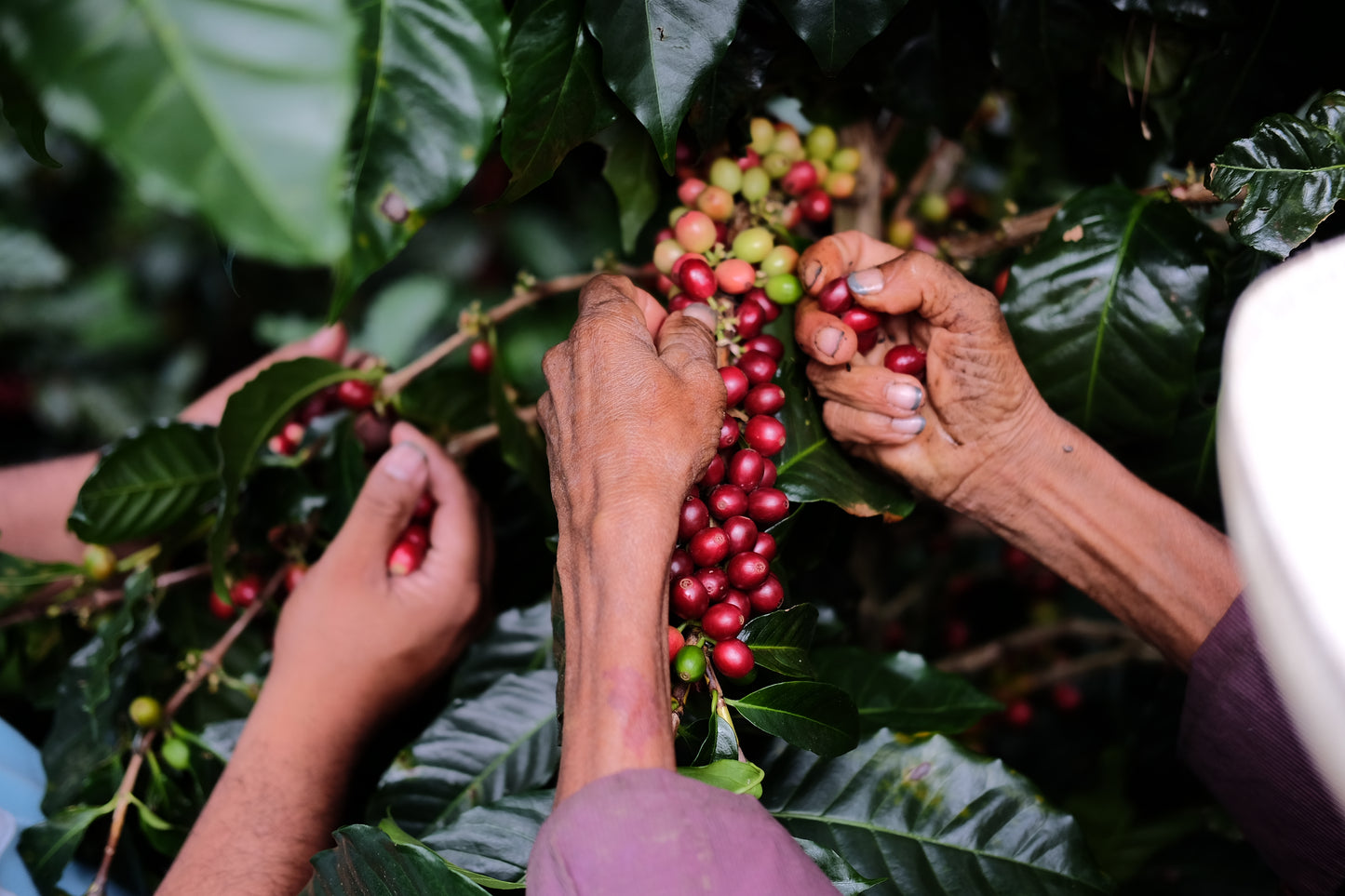 Nicaragua – Silvio Sánchez – Catuai Natural