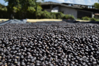 Nicaragua - Silvio Sánchez - Catuai Natural