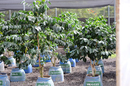 coffee plants