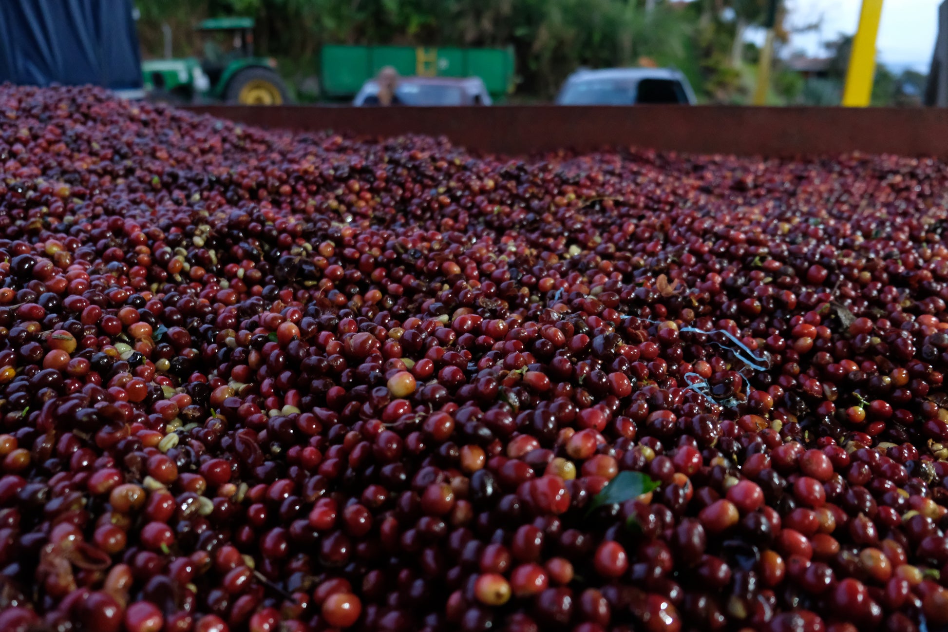 specialty coffee harvest